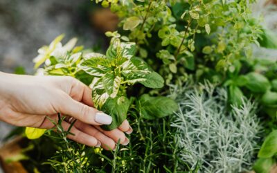 Seven Summer Herbs for Health and Flavor